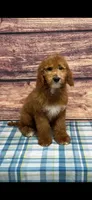 Green Collar Boy , a male Poodle - Standard  for sale in Clarence, MO – Photo 1 of 3