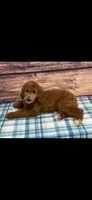 Green Collar Boy , a male Poodle - Standard  for sale in Clarence, MO – Photo 3 of 3