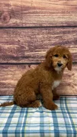 Green Collar Boy , a male Poodle - Standard  for sale in Clarence, MO – Photo 2 of 3
