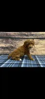 Green Collar Boy , a male Poodle - Standard  for sale in Clarence, MO – Photo 2 of 3