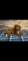 Green Collar Boy , a male Poodle - Standard  for sale in Clarence, MO – Photo 3 of 3