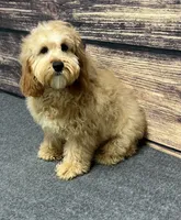 processed/4ac52f05-ec7a-416c-ba66-e09677953a1d/listing/af2e9d92-4d8a-4dce-9d38-bed023537cb7/7a1855fa-e892-4a8e-82e9-dadc4caad176