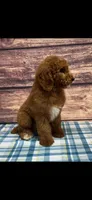 Blue Collar Boy , a male Poodle - Standard  for sale in Clarence, MO – Photo 3 of 3