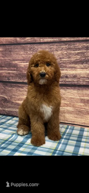 Blue Collar Boy  – Poodle - Standard  puppy for sale in Clarence, MO