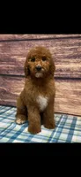 Blue Collar Boy , a male Poodle - Standard  for sale in Clarence, MO – Photo 1 of 3