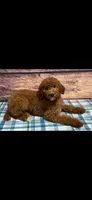 Blue Collar Boy , a male Poodle - Standard  for sale in Clarence, MO – Photo 2 of 3
