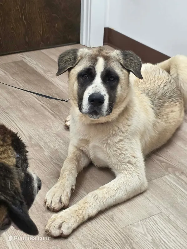 Rosie – Akita puppy for sale in Alexander City, AL
