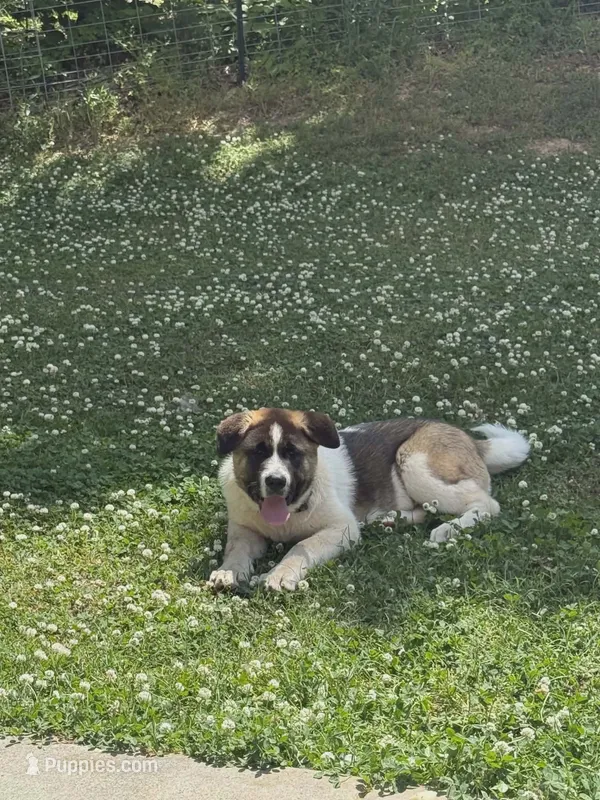 TJ – Akita puppy for sale in Alexander City, AL