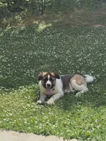 TJ, a male Akita for sale in Alexander City, AL – 1 of 1