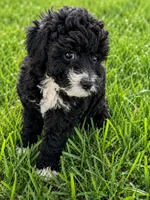 Smudge, a male Lhasapoo for sale in Yoder, WY – 3 of 3
