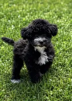 Smudge, a male Lhasapoo for sale in Yoder, WY – 1 of 3