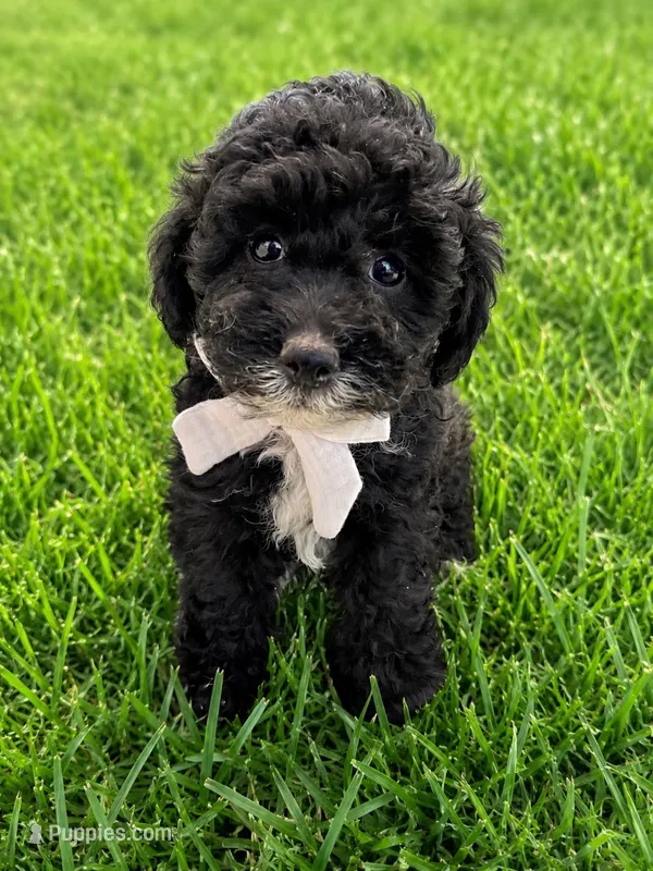 Charlie – Lhasapoo puppy for sale in Yoder, WY