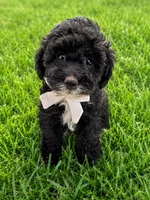 Charlie, a male Lhasapoo for sale in Yoder, WY – 1 of 1