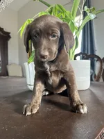 Peoria, a female Labrador Retriever and Miniature Aussiedoodle for sale in Kersey, CO – Photo 2 of 4