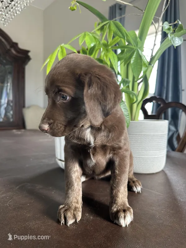 Peoria – Aussiedoodle, Labrador Retriever puppy for sale in Kersey, CO