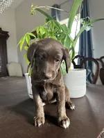 Peoria, a female Labrador Retriever and Miniature Aussiedoodle for sale in Kersey, CO – Photo 3 of 4