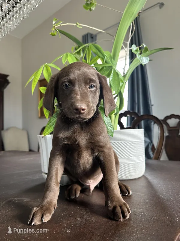 Hueston – Aussiedoodle, Labrador Retriever puppy for sale in Kersey, CO