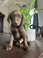 Hueston, a male Labrador Retriever and Miniature Aussiedoodle for sale in Kersey, CO – Photo 2 of 4