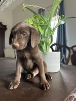 Hueston, a male Labrador Retriever and Miniature Aussiedoodle for sale in Kersey, CO – Photo 3 of 4