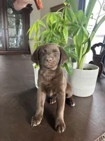 Penny, a female Labrador Retriever and Miniature Aussiedoodle for sale in Kersey, CO – Photo 2 of 5