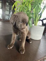 Penny, a female Labrador Retriever and Miniature Aussiedoodle for sale in Kersey, CO – Photo 4 of 5