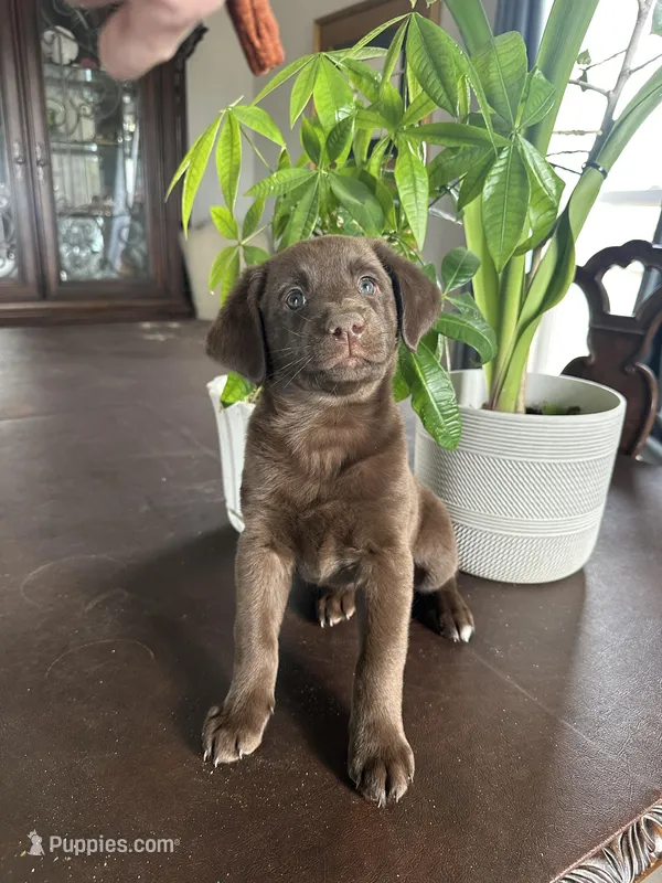 Penny – Aussiedoodle, Labrador Retriever puppy for sale in Kersey, CO