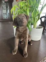 Penny, a female Labrador Retriever and Miniature Aussiedoodle for sale in Kersey, CO – Photo 3 of 5