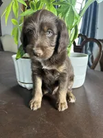 Reign, a male Labrador Retriever and Miniature Aussiedoodle for sale in Kersey, CO – Photo 1 of 5