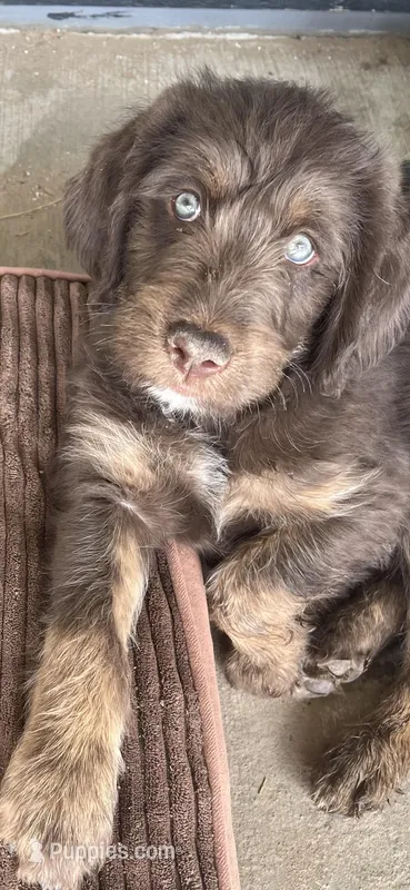 Reign – Miniature Aussiedoodle puppy on hold in Kersey, CO