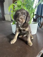 Reign, a male Labrador Retriever and Miniature Aussiedoodle for sale in Kersey, CO – Photo 2 of 5
