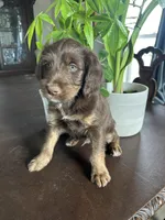 Reign, a male Labrador Retriever and Miniature Aussiedoodle for sale in Kersey, CO – Photo 3 of 5