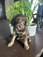 Reign, a male Labrador Retriever and Miniature Aussiedoodle for sale in Kersey, CO – Photo 4 of 5