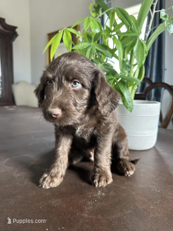 Tag – Aussiedoodle, Labrador Retriever puppy for sale in Kersey, CO
