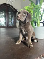 Banjo, a male Labrador Retriever and Miniature Aussiedoodle for sale in Kersey, CO – Photo 2 of 3