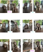 Banjo, a male Labrador Retriever and Miniature Aussiedoodle for sale in Kersey, CO – Photo 3 of 3