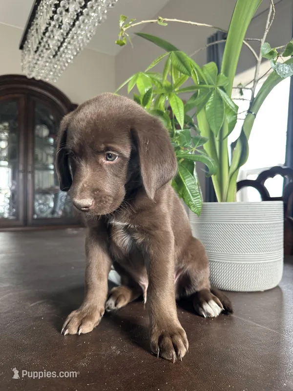Banjo – Aussiedoodle, Labrador Retriever puppy for sale in Kersey, CO