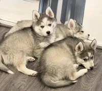 Clover, a male Pomsky for sale in Waukesha, WI – 3 of 9