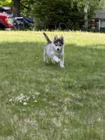 Breeze, a female Pomsky for sale in Waukesha, WI – 6 of 7