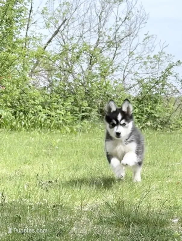Daisy  – Pomsky puppy for sale in Waukesha, WI