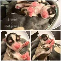 Breeze, a female Pomsky for sale in Waukesha, WI – 3 of 7