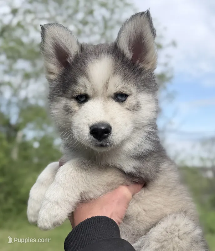 Clover – Pomsky puppy for sale in Waukesha, WI