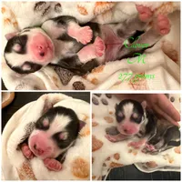 Clover, a male Pomsky for sale in Waukesha, WI – 5 of 9