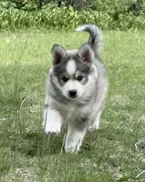Sunny, a male Pomsky for sale in Waukesha, WI – 3 of 9