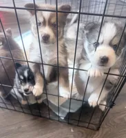 Sunny, a male Pomsky for sale in Waukesha, WI – 6 of 9