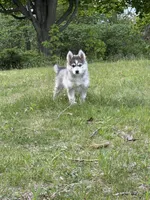 Breeze, a female Pomsky for sale in Waukesha, WI – 4 of 7