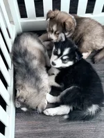 Daisy , a female Pomsky for sale in Waukesha, WI – 8 of 8