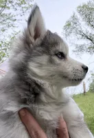 Sunny, a male Pomsky for sale in Waukesha, WI – 4 of 9