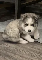 Sunny, a male Pomsky for sale in Waukesha, WI – 9 of 9