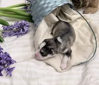 Sunny, a male Pomsky for sale in Waukesha, WI – 5 of 9