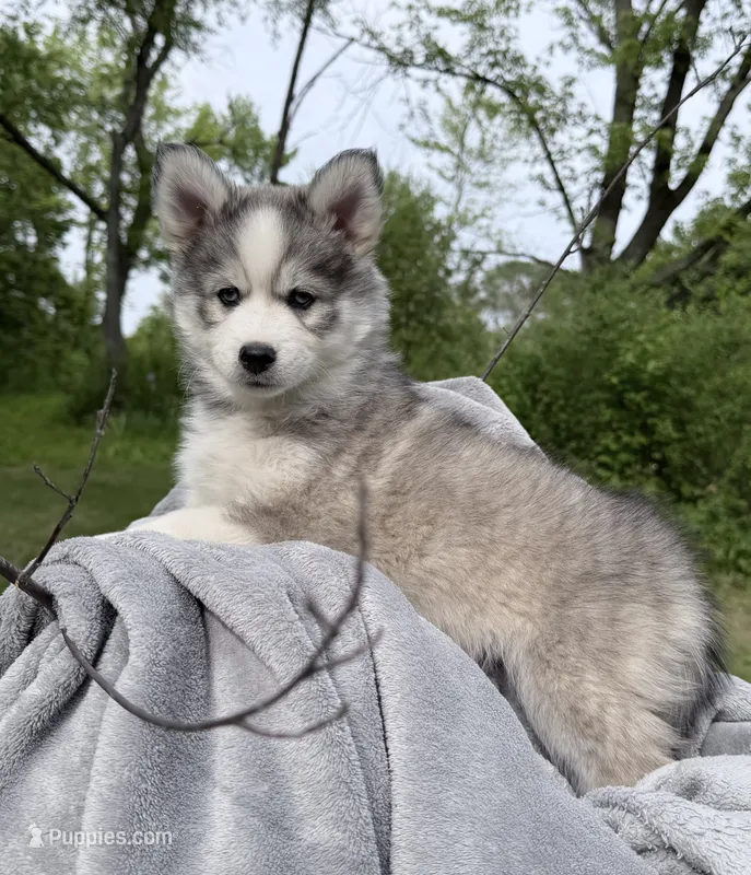 Sunny – Pomsky puppy for sale in Waukesha, WI